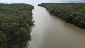 volo aereo sopra il fiume con albero di mangrovie video