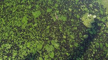 Aerial view look down monitor lizard video