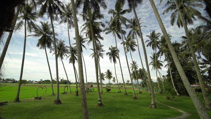 Coconut Tree Green Screen Stock Video Footage for Free Download