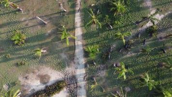 Drone view buffaloes walking video