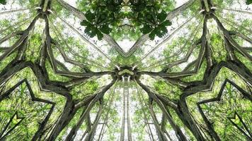 padrão de simetria de triângulo caleidoscópio de galho de árvore natural na floresta