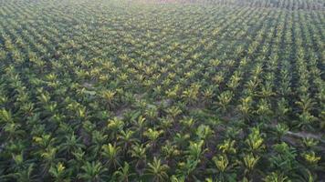 Aerial look down young oil palm tree video