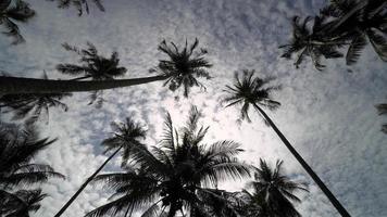 ruota la vista cerca silhouette alberi di cocco video