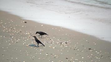 los cuervos se quedan en la playa con conchas marinas video