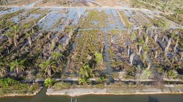 Aerial dry palm tree in water flood video