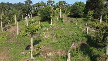 luchtfoto kijk op durian farm video