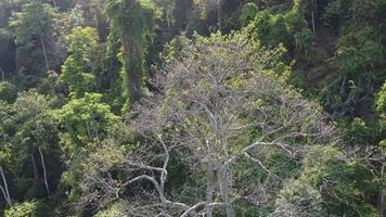 Top view leafless tree video