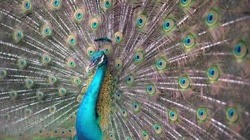 Peafowl with colorful expand its wing video