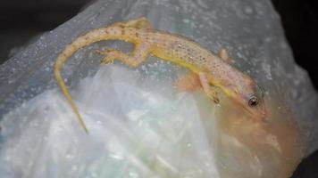 Common house gecko lay down at rubbish bag video