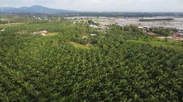 Aerial view oil palm tree video