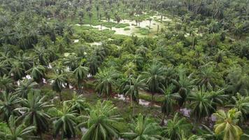 Aerial view green coconut palm tree video