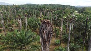 Dry bare tree oil palm plantation video