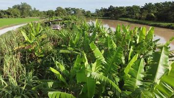 luchtbeweging over bananenboom en suikerriet video