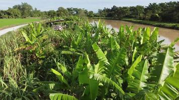 Aerial move over banana tree and sugar cane video