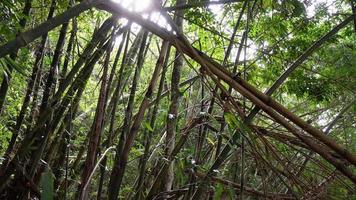 panning de árvores de bambu na floresta video