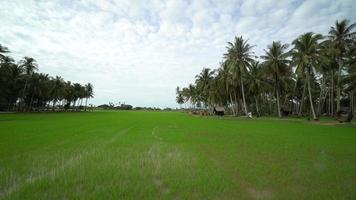 Gimbal move at paddy field video