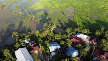 Aerial view shadow of coconut tree video
