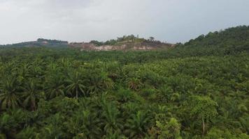 Aerial view palm oil tree. video
