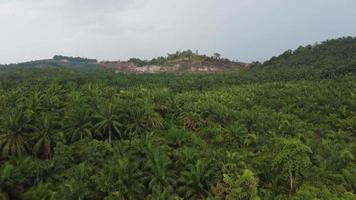 luchtfoto palmolie boom. video