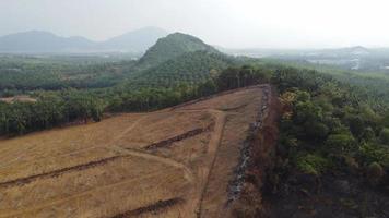 déforestation à flanc de colline en malaisie video