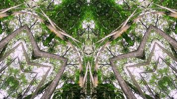 Symmetry kaleidoscope background of tree in forest video