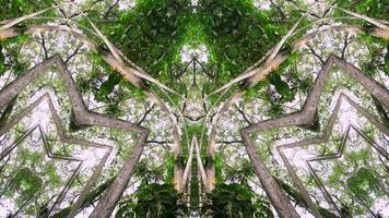 Symmetry kaleidoscope background of tree in forest video