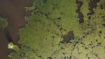 Top down view algae live on water surface video