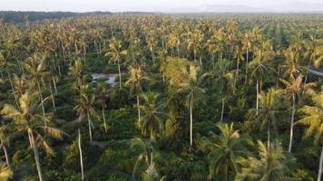 Aerial fly over coconut plantation video