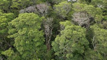 vista aérea árbol desnudo seco video