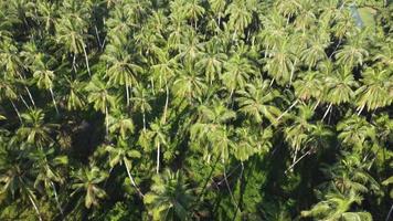 palmera de coco en plantación video