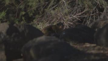 een hyrax verschuilt zich achter enkele rotsen in de Israëlische woestijn video