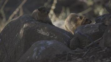 A couple of Hyraxes hanging on rocks, in Israel video