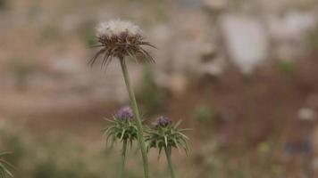 Close up on a thistle swaying in the light breeze, Israel video