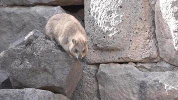A Hyrax jumps from rocks in Israel
