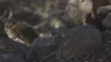 Three Hyraxes hanging on rocks in Israel