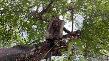 o macaco é legal na árvore. os macacos relaxam aproveitando a atmosfera durante o dia, abrigando-se sob uma árvore frondosa. animais selvagens são soltos e se misturam com os visitantes. clipes de vídeo para filmagens.
