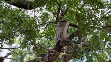 le singe est cool dans l'arbre. les singes se détendent en profitant de l'atmosphère pendant la journée, s'abritant sous un arbre ombragé. les animaux sauvages sont relâchés et se mêlent aux visiteurs. clips vidéo pour les séquences.