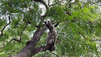 o macaco é legal na árvore. os macacos relaxam aproveitando a atmosfera durante o dia, abrigando-se sob uma árvore frondosa. animais selvagens são soltos e se misturam com os visitantes. clipes de vídeo para filmagens. video