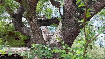 le singe est cool dans l'arbre. les singes se détendent en profitant de l'atmosphère pendant la journée, s'abritant sous un arbre ombragé. les animaux sauvages sont relâchés et se mêlent aux visiteurs. clips vidéo pour les séquences.