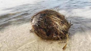 oude kokosnoten die uit de boom vallen op het witte zandstrand. de draderige kokosnoot werd bewogen door het bonzen van het strandwater. uitzicht op het strand in de avond. kokos strand. focus vervagen. korte film. video