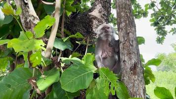 o macaco é legal na árvore. os macacos relaxam aproveitando a atmosfera durante o dia, abrigando-se sob uma árvore frondosa. animais selvagens são soltos e se misturam com os visitantes. clipes de vídeo para filmagens. video