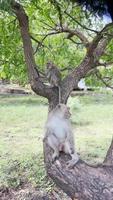 el mono está fresco en el árbol. los monos se relajan disfrutando del ambiente durante el día, refugiándose bajo la sombra de un árbol. los animales salvajes son liberados y se mezclan con los visitantes. videoclips para material de archivo. video