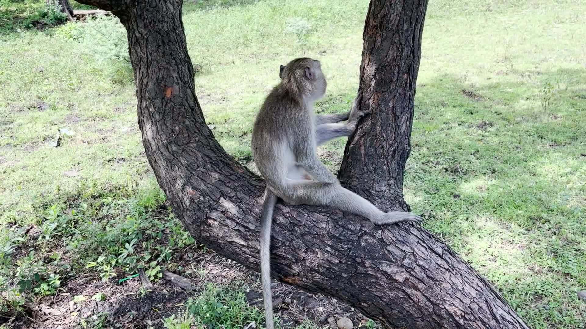 Royalty free funny videos sales