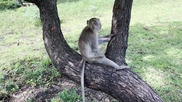The monkey is cool in the tree. Monkeys relax enjoying the atmosphere during the day, taking shelter under a shady tree. Wild animals are released and mingle with visitors. video clips for footage.