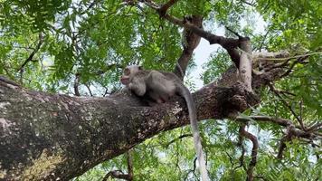 o macaco é legal na árvore. os macacos relaxam aproveitando a atmosfera durante o dia, abrigando-se sob uma árvore frondosa. animais selvagens são soltos e se misturam com os visitantes. clipes de vídeo para filmagens.