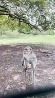 el mono está fresco en el árbol. los monos se relajan disfrutando del ambiente durante el día, refugiándose bajo la sombra de un árbol. los animales salvajes son liberados y se mezclan con los visitantes. videoclips para material de archivo. video