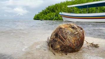 vieilles noix de coco qui tombent de l'arbre sur la plage de sable blanc. la noix de coco filandreuse était balayée par le martèlement de l'eau de la plage. vue sur la plage le soir. plage de noix de coco. flou de mise au point. court métrage. video