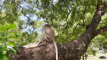 la scimmia è fresca nell'albero. le scimmie si rilassano godendosi l'atmosfera durante il giorno, riparandosi sotto un albero ombroso. gli animali selvatici vengono liberati e si mescolano ai visitatori. clip video per le riprese.
