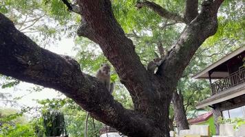 el mono está fresco en el árbol. los monos se relajan disfrutando del ambiente durante el día, refugiándose bajo la sombra de un árbol. los animales salvajes son liberados y se mezclan con los visitantes. videoclips para material de archivo.