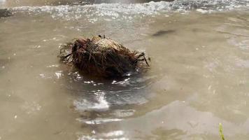 vecchie noci di cocco che cadono dall'albero sulla spiaggia di sabbia bianca. la noce di cocco fibrosa era agitata dal martellante dell'acqua della spiaggia. vista sulla spiaggia la sera. spiaggia di cocco. sfocatura della messa a fuoco. cortometraggio. video